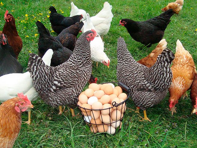 Содержание кур и уход за ними | ЗооТом - продажа, вязка и услуги для животных в Печоре