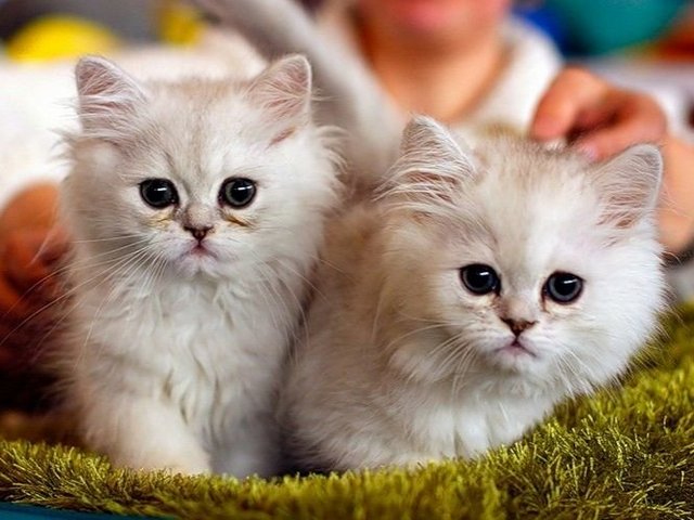 Породы кошек в Печоре | ЗооТом портал о животных