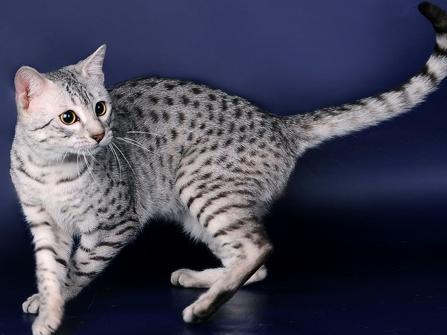 Породы кошек в Печоре | ЗооТом портал о животных