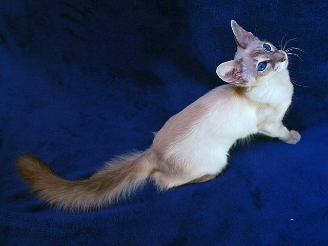 Выведенные породы кошек в Печоре | ЗооТом портал о животных