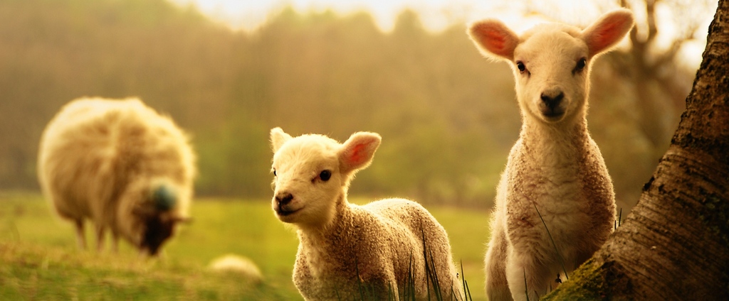 Объявления о сельскохозяйственных животных | ЗооТом - продажа, вязка и услуги для животных в Печоре