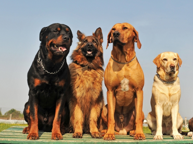 Крупные породы собак в Печоре | ЗооТом портал о животных