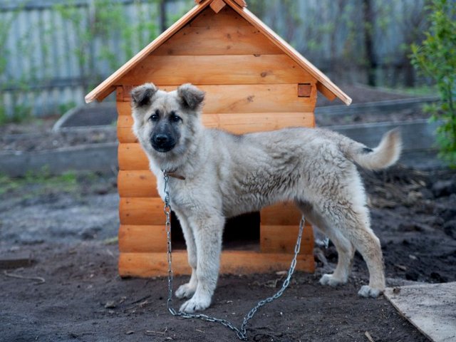 Все о собаках в Печоре Все о собаках в Печоре